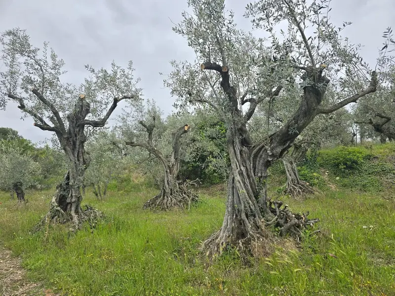 Oliviers centenaires aux troncs noueux