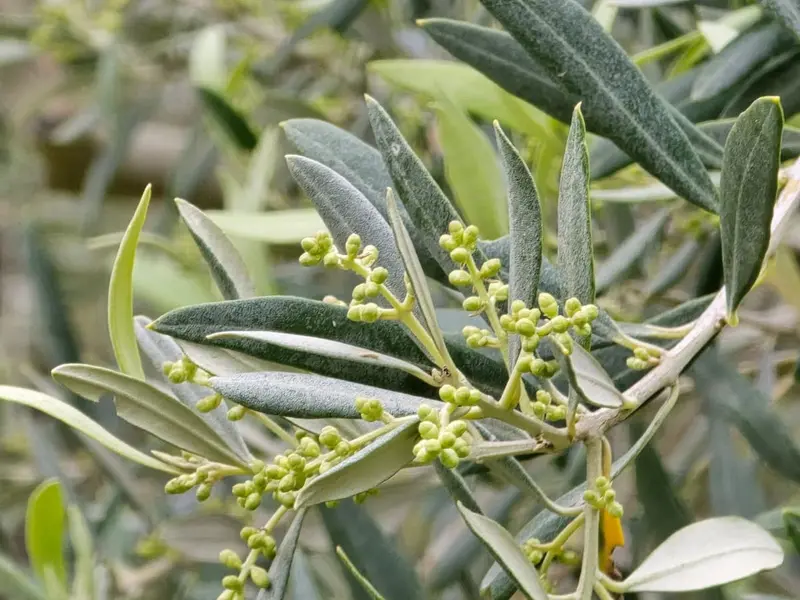 Gros plan sur les fleurs et bourgeons d'olivier