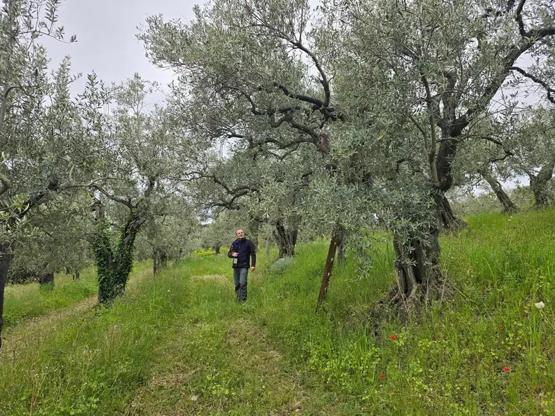 Promenade dans l'oliveraie