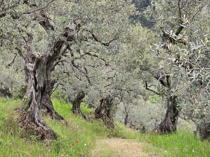 All&eacute;e d'oliviers centenaires du domaine