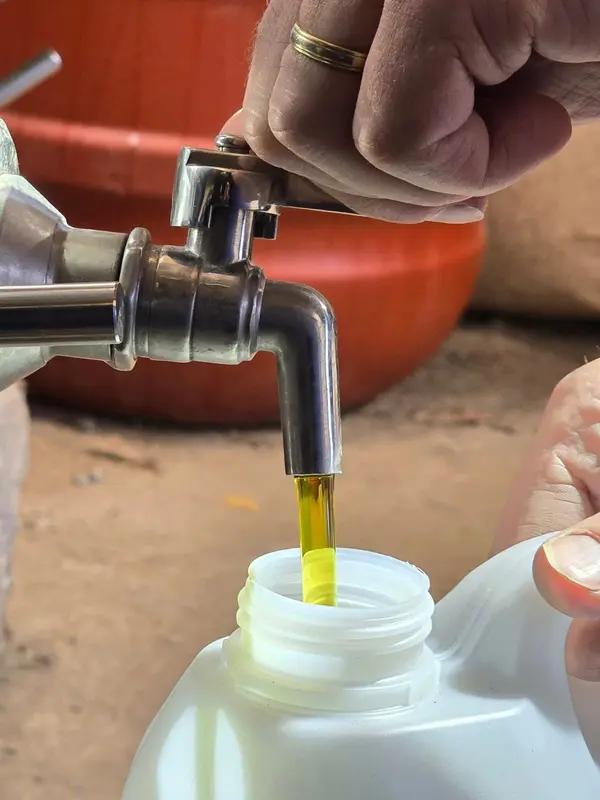 Soutirage de l'huile d'olive dor&eacute;e