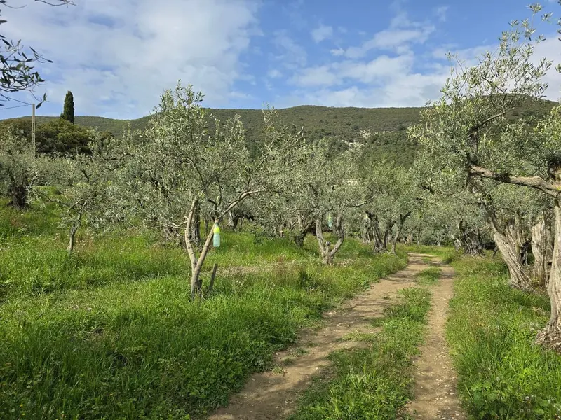 L'oliveraie avec cypr&egrave;s et collines des Baronnies