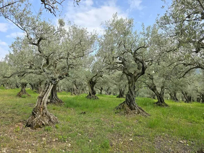 Vieux oliviers majestueux du domaine